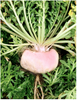 Maca en Polvo 226 g