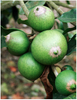 Lúcuma en Polvo 226 g