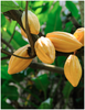 Trozos de Cacao 226 g