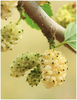 Bayas de Mulberries Deshidratadas Orgánicas 227 g