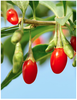 Goji en Polvo 113 g